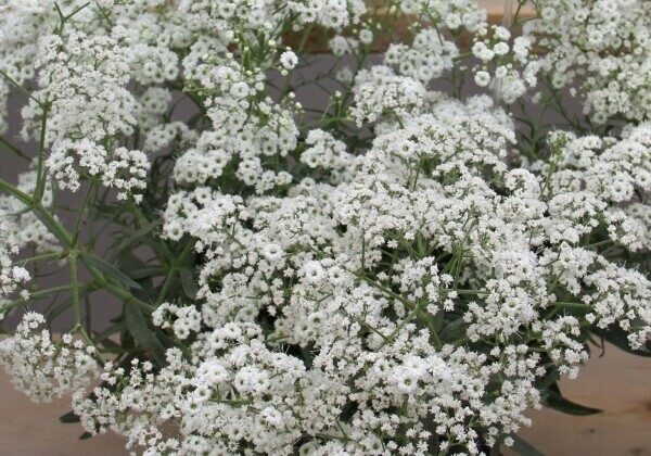 Plīvurpuķe jeb ģipsofilija -  Balta - 2 gab